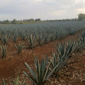 Meet your Posher, Yuri